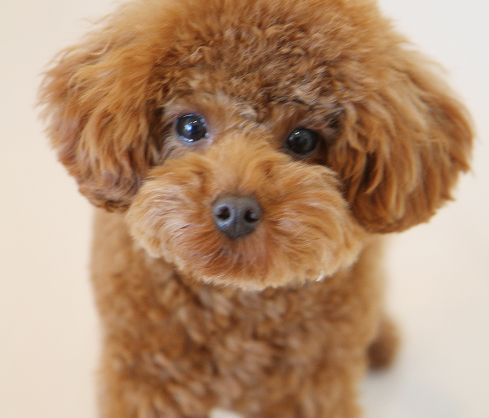 2012年 社員犬「癒しのエディ」入社