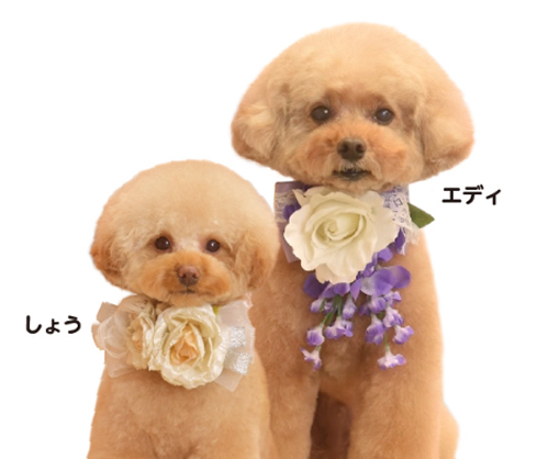 2020年 社員犬に新しい仲間